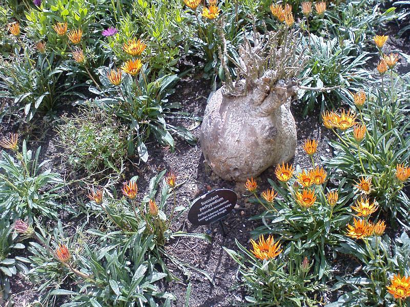 DSC00486 BritMus SA Plants.jpg